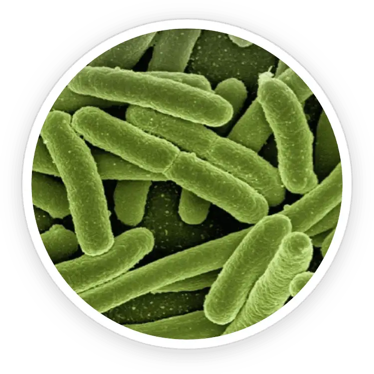 ProDentim Ingredient B.lactis BL-04®