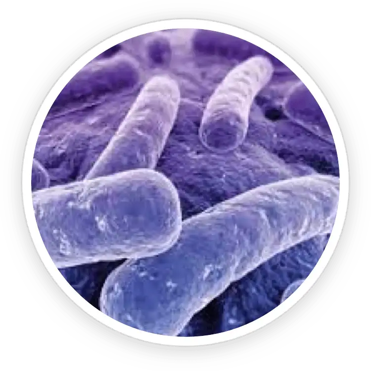 ProDentim Ingredient Lactobacillus ReuteriReuteri