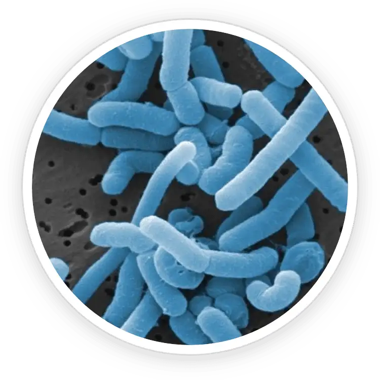 ProDentim Ingredient Lactobacillus Paracasei