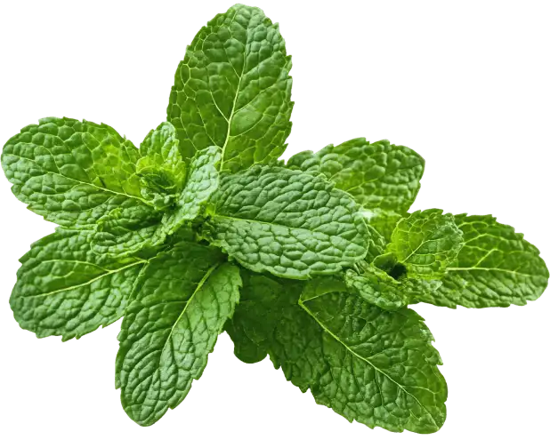 ProDentim Ingredient Peppermint Extract